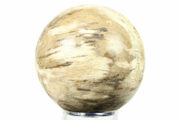 Petrified Wood (Tropical Hardwood) Sphere - Indonesia #274221